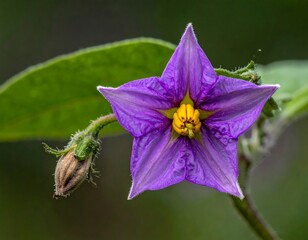 Purple five-petal flower with a yellow center is displayed near green foliage and a small, closed bud