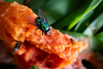 Close-up of a common green fly feeding on a rotting papaya.