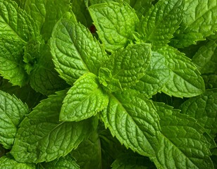 Lush closeup showcasing vivid green mint leaves, their textured surfaces highlighted in natural lighting