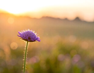 Purple flower glows in golden light against a blurred, sunny meadow backdrop at sunset