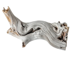 Close-up of weathered, gnarled driftwood with complex patterns and textures, isolated on black