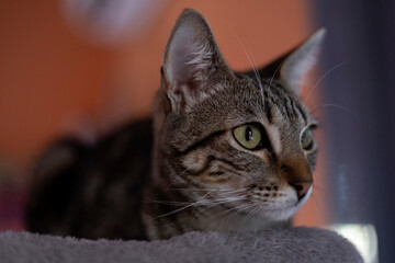 Tabby cat resting while looking alert