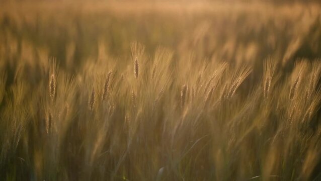 Golden field of wheat under soft, warm sunlight, suggesting growth and abundance, with a blurred background