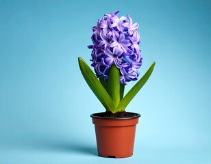 Purple hyacinth in a brown pot on a light blue background, with green leaves extending from the dark soil