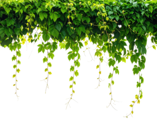 Overhead shot of hanging lush green vines with light green leaves, isolated on black