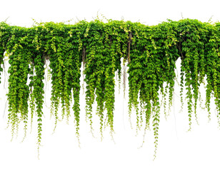 Lush, cascading green foliage suspended, possibly vines or climbing plants, against a black background