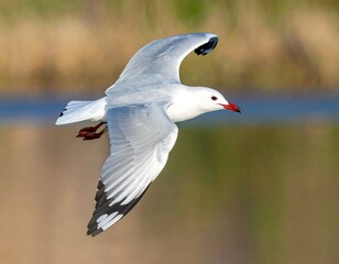 Gull in flight with outstretched wings and red beak. Background blurred with natural colors in soft focus