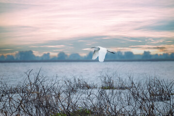 A large white egret flies in the evening sky at Bueng Boraphet, a wetland in Thailand.