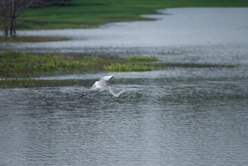 A large white egret flies in the evening sky at Bueng Boraphet, a wetland in Thailand.