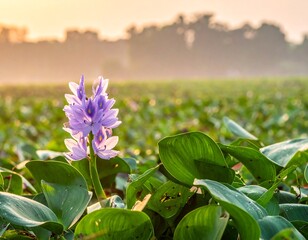 Purple water hyacinth bloom, vibrant petals surrounded by lush green leaves, bathed in soft morning light