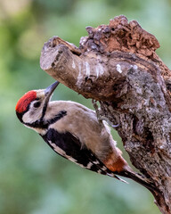 Greater spotted woodpecker looking for bugs and insects on a tree.