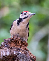 Greater spotted woodpecker looking for bugs and insects on a tree.