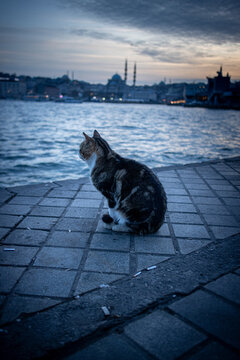 cat in the istanbul