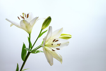 Fototapeta premium White lily with flowers and buds against a light blue background, symbol for love, purity, and innocence, but also mourning and rebirth, copy space