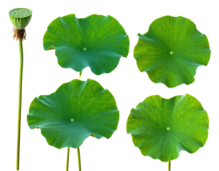 Digitally isolated cluster a green lotus seed pod with stem and four vibrant floating leaves