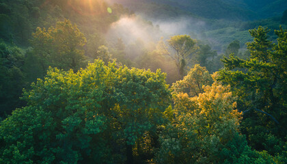 Lush green forest canopy illuminated by golden sunlight through morning mist.