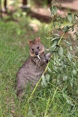 カメラ目線でエサを食べるクオッカ