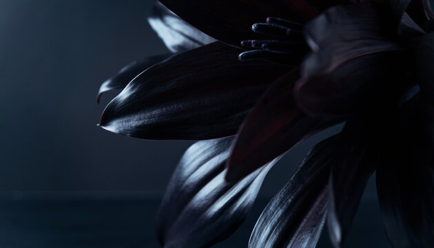Enigmatic Ultra-Dark Botanical Beauty Overlapping Petals Bathed in Subtle Light, Creating a Mysterious Fine Art Floral Composition