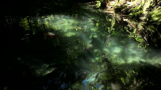 Fish Swimming In Clear Forest Pond With Reflections And Sunbeams