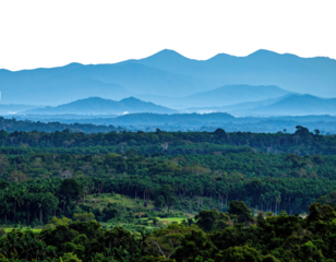 Rolling hills covered in lush greenery, leading to distant blue-hued mountain ranges