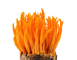 A vibrant orange fungus with multiple finger-like projections against a stark black backdrop