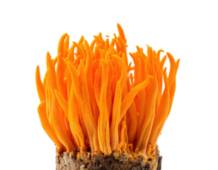 A vibrant orange fungus with multiple finger-like projections against a stark black backdrop