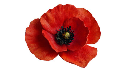 Large red poppy flower with black center and yellow stamens isolated on a transparent background