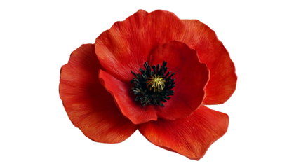Large red poppy flower with black center and yellow stamens isolated on a transparent background