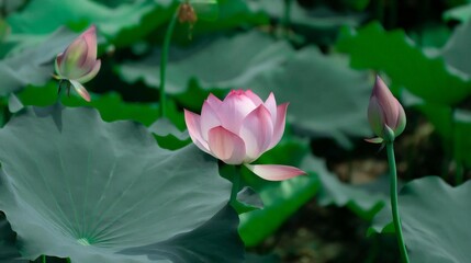 lotus blooming in summer