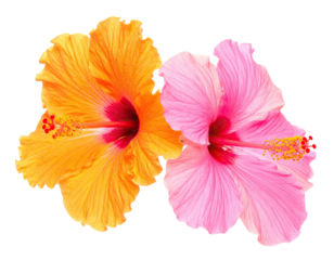 Two colorful hibiscus flowers, orange and pink, with intricate details and a black background
