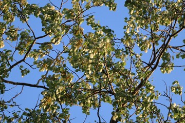 A close-up of a tree&ETH;&sup2;&ETH;&sbquo;&acirc;&bdquo;&cent;s spring foliage under sunlight.
