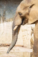Vertical view of the profile of an African elephant