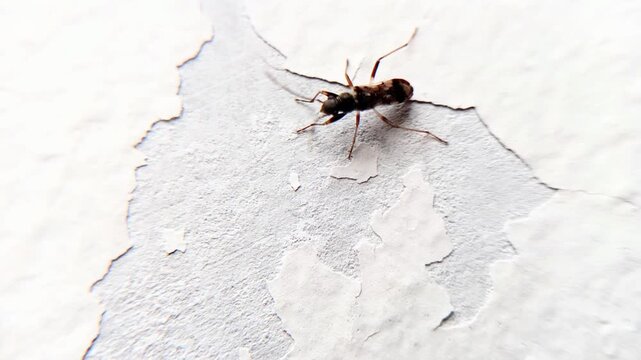 blavk stink big on whote wall
