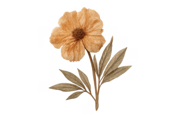 Watercolor dried beige flower with sepia leaves, presenting a delicate botanical illustration on a transparent background
