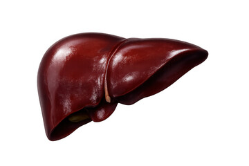 Obraz premium Human liver organ detailed anatomical illustration, showing internal structure on transparent background