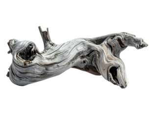 A weathered, intricate driftwood formation isolated against a stark black background (1)