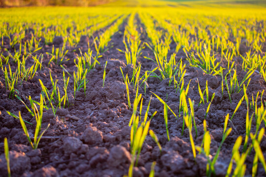 Green sprouts emerge from dark soil in a field during the evening light