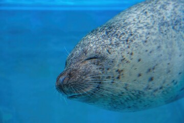 水槽の中をのんびり泳ぐ笑った顔がキュートなゴマアザラシ © Scott Mirror