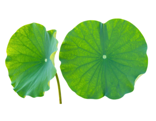Two vibrant, emerald green, circular aquatic plant leaves with prominent veins, on black