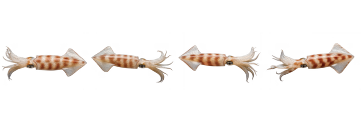 Set of Squid (Teuthida) Collection, Realistic Marine Cephalopod Sea Creature Illustration, Deep Ocean Wildlife Aquatic Animal Study Art, isolated on transparent PNG background, oil paint