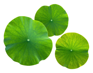 Three vibrant, green lotus leaves with intricate veining, arranged against a stark black background