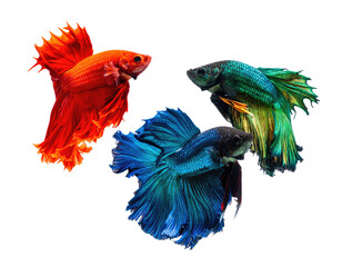 Obraz premium Vivid close-up shot of three vibrantly colored Siamese fighting fish against a black backdrop