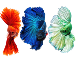 Three colorful Siamese fighting fish with flared fins against a plain backdrop, showcasing vibrant hues