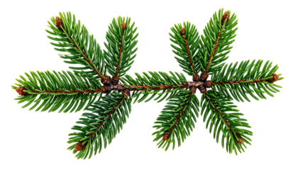 A close-up view of a vibrant green evergreen branch against a stark black background