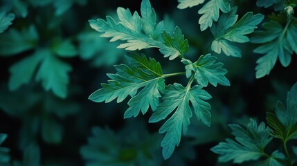 Close-up view of deep teal leaves.