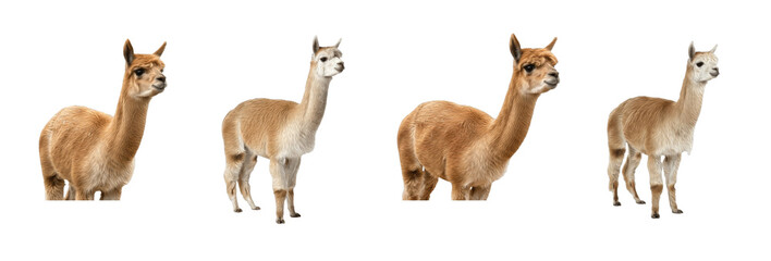 Obraz premium Set of alpaca standing in different poses isolated on transparent PNG background, oil paint