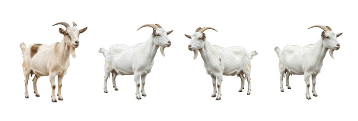 Set of white goat standing in different poses isolated on transparent PNG background, oil paint