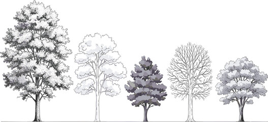 Diverse collection of deciduous and evergreen trees, showcasing varied foliage and bare branches in a grayscale illustration
