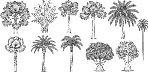 Diverse Collection of Hand-Drawn Tropical Trees and Palm Varieties in Detailed Line Art Style for Nature-Inspired Design Projects and Botanical Illustrations