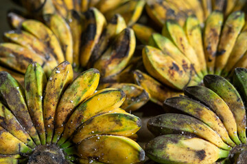 A close-up of ripe Kepok bananas on a cement floor, featuring yellow skin with green tinges and visible white mealybug pests scattered across the fruit surface © Munif Rifa'i